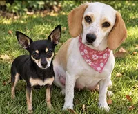 Adorable Chihuahua × Beagle Puppies – Small, Sweet & Ready Soon!, a female Beagle and Chihuahua for sale in Moreno Valley, CA – 2 of 2