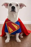 Superman, a male Bull Terrier and Chihuahua for sale in Moreno Valley, CA – Photo 1 of 2