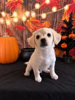 CREAM-COLORED CUTIE — SWEET & SPUNKY HAVANESE MIX!, a male Havanese and Maltese for sale in Moreno Valley, CA – 3 of 3
