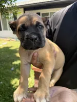 Cane corso gilr 01, a female Cane Corso for sale in Moreno Valley, CA – 2 of 3