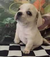 Low rider fenchy pug male 06, a male French Bulldog and Pug for sale in Moreno Valley, CA – 2 of 3
