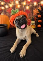 💕 Born on Valentine’s Day — Made to Be Your Shadow 🐾, a female Pug for sale in Moreno Valley, CA – 1 of 4
