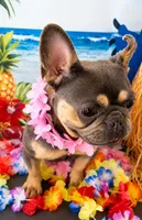     Frenchie Dachshund “French Bull Weenie” Boy, a male French Bulldog and Miniature Dachshund for sale in Moreno Valley, CA – 7 of 9