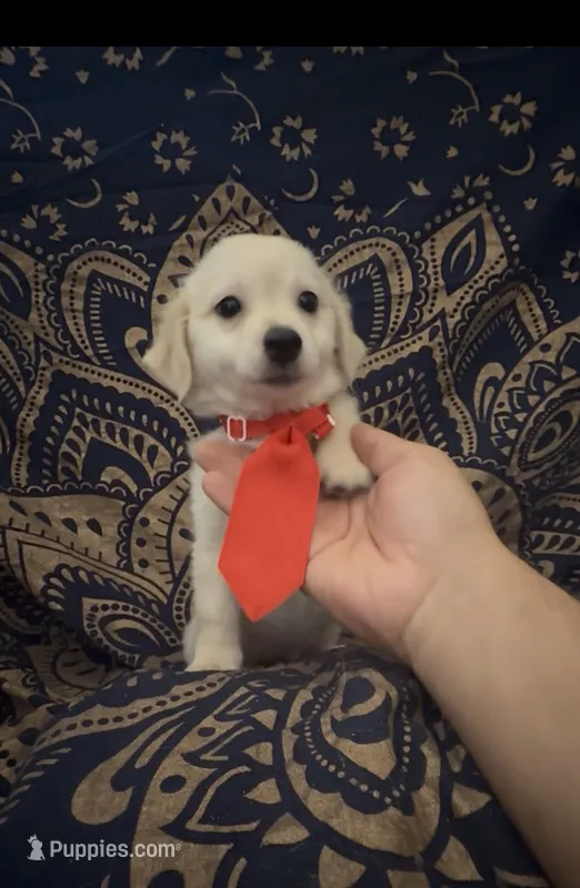 Pomchi boy  – Chihuahua, Pomeranian puppy for sale in Moreno Valley, CA