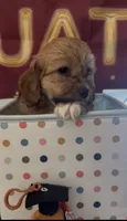 Puppy girl 04 , a female Maltipoo and Basset Hound for sale in Moreno Valley, CA – 2 of 5