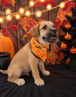 ONE-OF-A-KIND FRENCHIE POODLE BOY — SMART, SWEET & FULLY VACCINATED!, a female French Bulldog and Poodle - Miniature  for sale in Moreno Valley, CA – 2 of 2