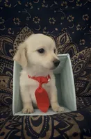 Adorable sweet pomchi boy , a male Chihuahua and Pomeranian for sale in Moreno Valley, CA – 4 of 9