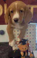 Bassetoddle boy 01 , a male Maltipoo and Basset Hound for sale in Moreno Valley, CA – 2 of 7