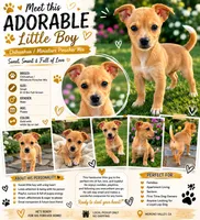 Boy chihuahua/min pin , a male Chihuahua and Miniature Pinscher for sale in Moreno Valley, CA – 1 of 1