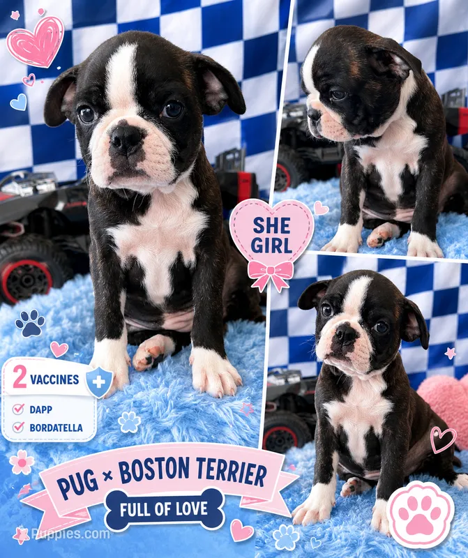  Female Bugg (Boston Terrier Pug) – 2 Vaccines! – Boston Terrier, Pug puppy for sale in Moreno Valley, CA