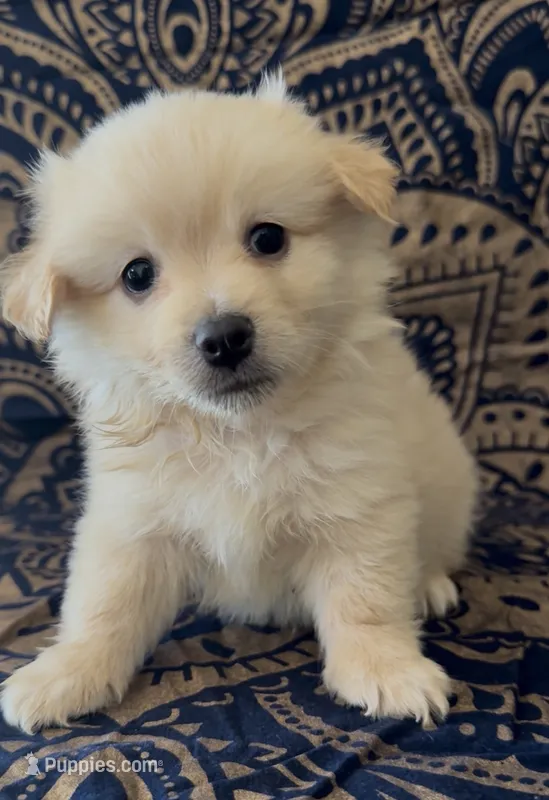 Pomchi boy  – Chihuahua, Pomeranian puppy for sale in Moreno Valley, CA