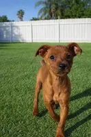 small min pin 1, a male German Pinscher for sale in Moreno Valley, CA – Photo 1 of 3