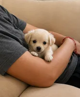 Pomchi boy 2 , a male Pomchi for sale in Moreno Valley, CA – 2 of 4