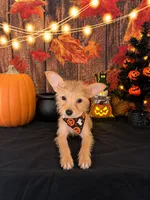 Chorkie girl 01, a female Chihuahua and Yorkshire Terrier for sale in Moreno Valley, CA – 4 of 4