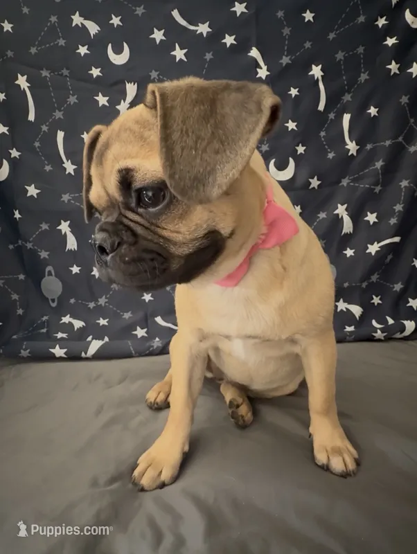 💕 Adorable Pug Boston Terrier Girl – Boston Terrier, Pug puppy for sale in Moreno Valley, CA