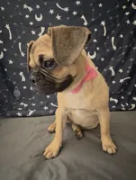 💕 Adorable Pug Boston Terrier Girl, a female Boston Terrier and Pug for sale in Moreno Valley, CA – 1 of 7