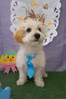 Theo 01 , a male Maltipoo for sale in Moreno Valley, CA – Photo 1 of 6