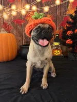 💕 Born on Valentine’s Day — Made to Be Your Shadow 🐾, a female Pug for sale in Moreno Valley, CA – 3 of 4