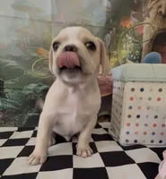 Frenchy pug  , a male French Bulldog and Pug for sale in Moreno Valley, CA – 7 of 8