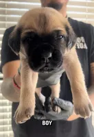 Cane corso boy 07, a male Cane Corso for sale in Moreno Valley, CA – Photo 1 of 3