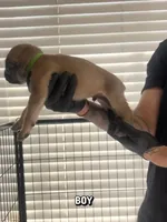 Cane corso boy 07, a male Cane Corso for sale in Moreno Valley, CA – Photo 2 of 3