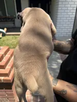 ICCF Registered Cane Corso Male #7, a male Cane Corso for sale in Moreno Valley, CA – 3 of 5