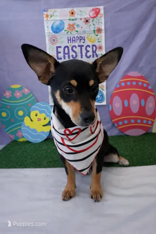 Chica  – Chihuahua, Miniature Pinscher puppy for sale in Moreno Valley, CA