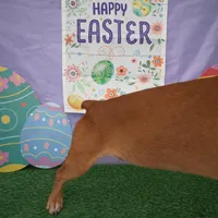 Micro 9lb full grown dock tail, a male Doberman Pinscher for sale in Moreno Valley, CA – 2 of 3