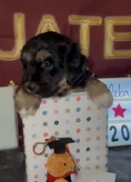 Bassetoddle boy 06 , a male Maltipoo and Basset Hound for sale in Moreno Valley, CA – 2 of 6
