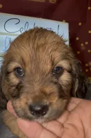 Basset doodles girl 03 , a female Maltipoo and Basset Hound for sale in Moreno Valley, CA – 5 of 7