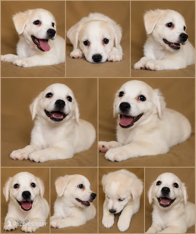 Cockeranian small dog  – Cocker Spaniel, Pomeranian puppy for sale in Moreno Valley, CA
