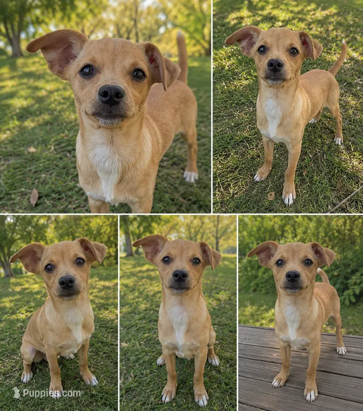 Boy chihuahua/min pin  – Chihuahua, Miniature Pinscher puppy for sale in Moreno Valley, CA
