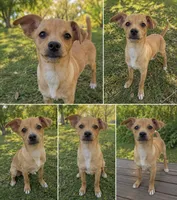 Papi boy chihuahua , a male Chihuahua and Miniature Pinscher for sale in Moreno Valley, CA – 1 of 1