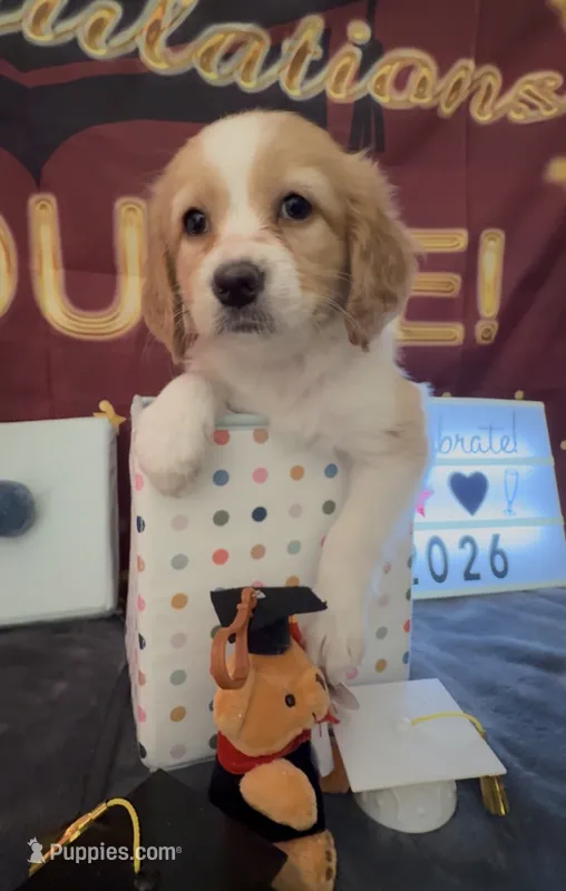 Bassetoddle girl 02  – Maltipoo, Basset Hound puppy for sale in Moreno Valley, CA