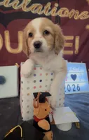 Bassetoddle girl 02 , a female Maltipoo and Basset Hound for sale in Moreno Valley, CA – 3 of 4