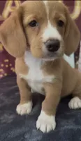 Bassetoddle boy 01 , a male Maltipoo and Basset Hound for sale in Moreno Valley, CA – 3 of 7