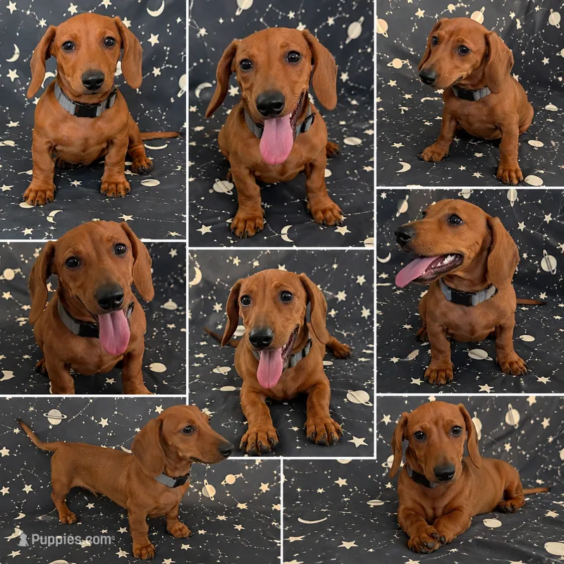  Beautiful Red Mini Dachshund – Fully Vaccinated – Dachshund, Miniature Dachshund puppy for sale in Moreno Valley, CA