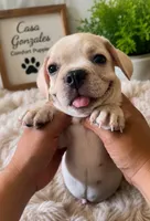     🐾 Teddy Bear Cream Boston Terrier × Pug Puppy 🧸❤️, a male Boston Terrier and Pug for sale in Moreno Valley, CA – 1 of 3
