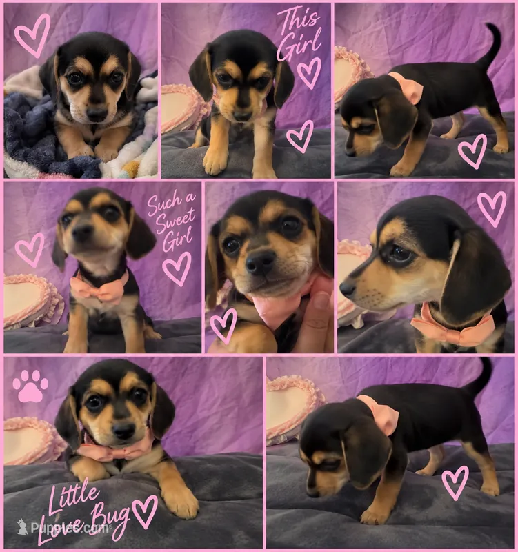     💕 SWEETEST LITTLE CHEAGLE GIRL — READY TO STEAL YOUR HEART 🐾 – Beagle, Chihuahua puppy for sale in Moreno Valley, CA