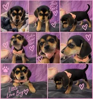     💕 SWEETEST LITTLE CHEAGLE GIRL — READY TO STEAL YOUR HEART 🐾, a female Beagle and Chihuahua for sale in Moreno Valley, CA – 1 of 2