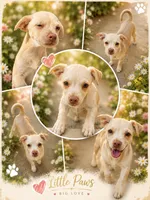 TINY CHIHUAHUA / MINI PINSCHER GIRL , a female Chihuahua and Miniature Pinscher for sale in Moreno Valley, CA – 1 of 1