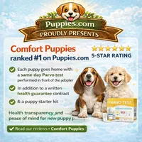     Rare Corgi × Australian Shepherd Puppies, a female Australian Shepherd and Pembroke Welsh Corgi for sale in Moreno Valley, CA – 2 of 2