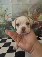 Cream colored Frenchy pug boy 3 , a male French Bulldog and Pug for sale in Moreno Valley, CA – 2 of 2
