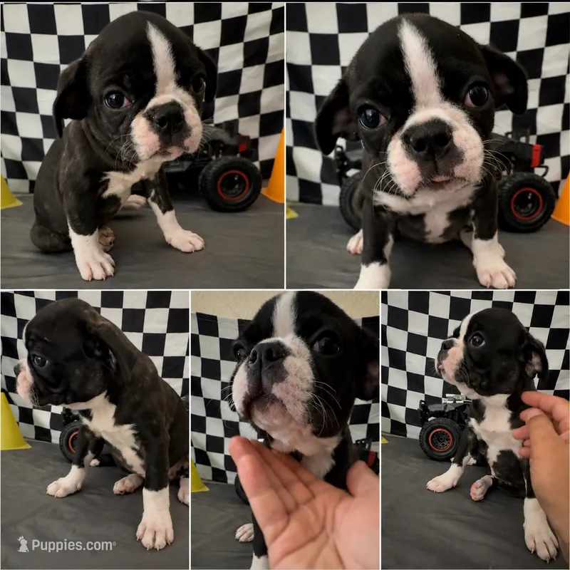 Adorable girl 02 – French Bulldog, Bugg puppy for sale in Moreno Valley, CA