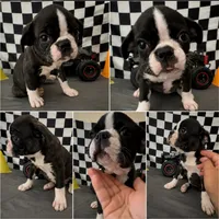 Adorable girl 02, a female French Bulldog and Bugg for sale in Moreno Valley, CA – 1 of 1