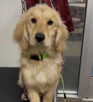 Mustachio – Golden Retriever × Cocker Spaniel Boy (Sweet & Playful), a male Cocker Spaniel and Golden Retriever for sale in Moreno Valley, CA – Photo 2 of 5