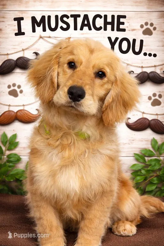 Mustachio – Golden Retriever × Cocker Spaniel Boy (Sweet & Playful)