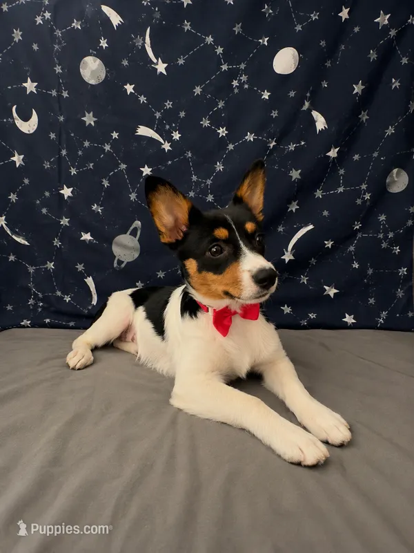  Adorable Female Auggie Puppy – Corgi × Australian Shepherd – Australian Shepherd, Pembroke Welsh Corgi puppy for sale in Moreno Valley, CA