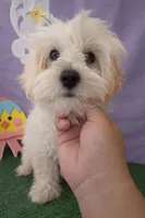 Milo, a male Maltipoo for sale in Moreno Valley, CA – Photo 4 of 4