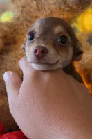 Lola , a female Chihuahua and Miniature Dachshund for sale in Moreno Valley, CA – Photo 3 of 3